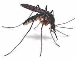 control housefly and 
mosquitoes and flies
