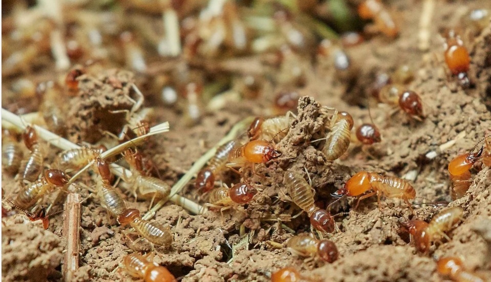 What Are The Signs Of Termites At Home?